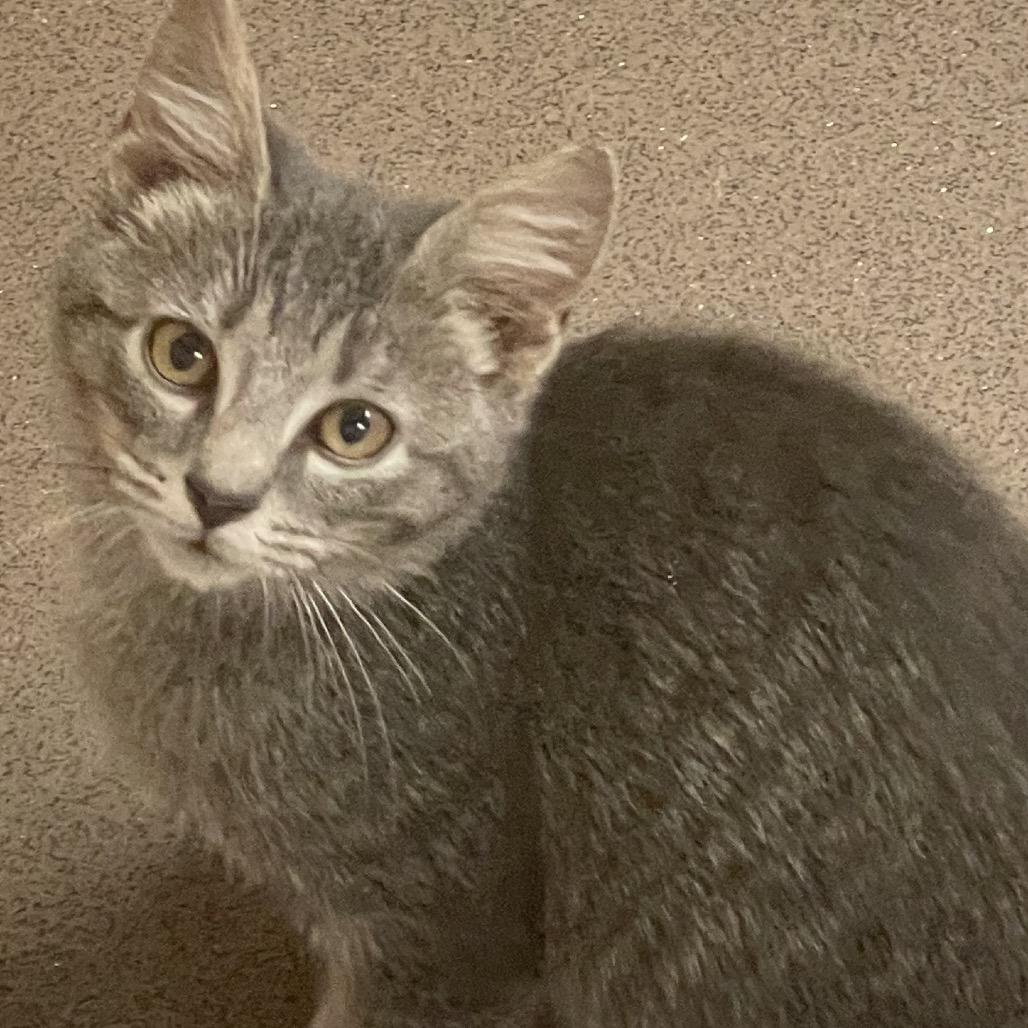 Ankara, Adoptable, Kitten Female Domestic Short Hair.