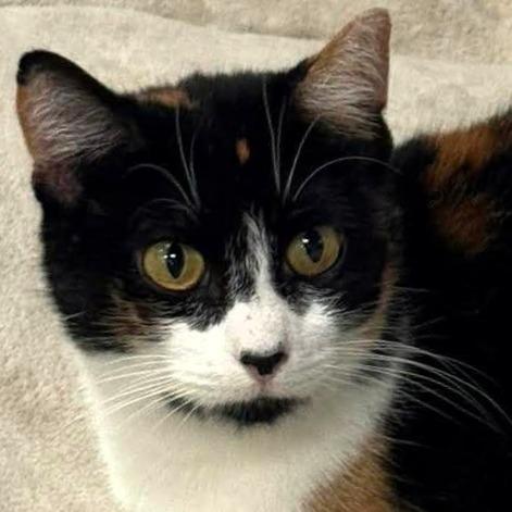 Mama Callie, Adoptable, Adult Female Domestic Short Hair.