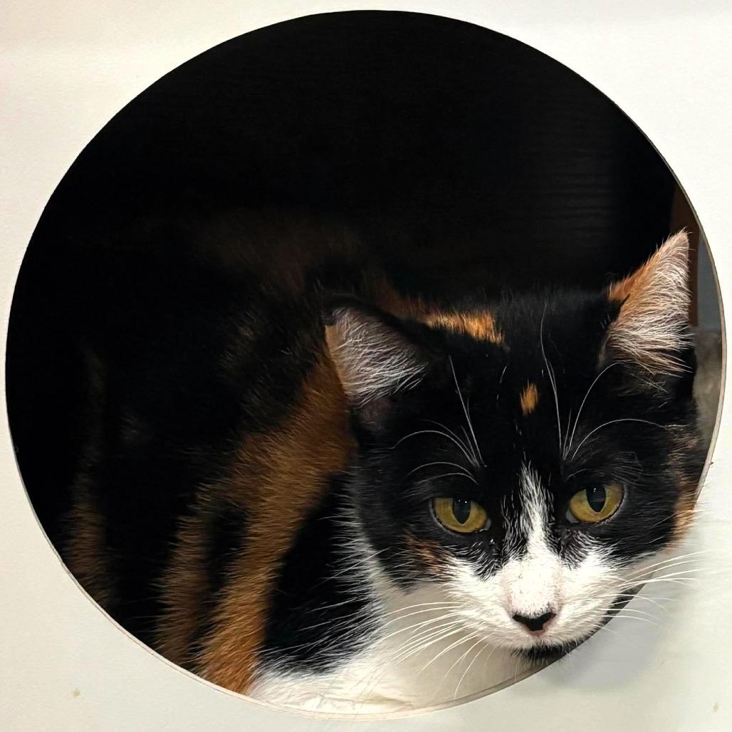 Mama Callie, a Adoptable Domestic Short Hair in Shawnee, KS image 2/5