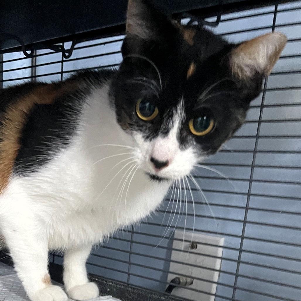 Mama Callie, a Adoptable Domestic Short Hair in Shawnee, KS image 3/5