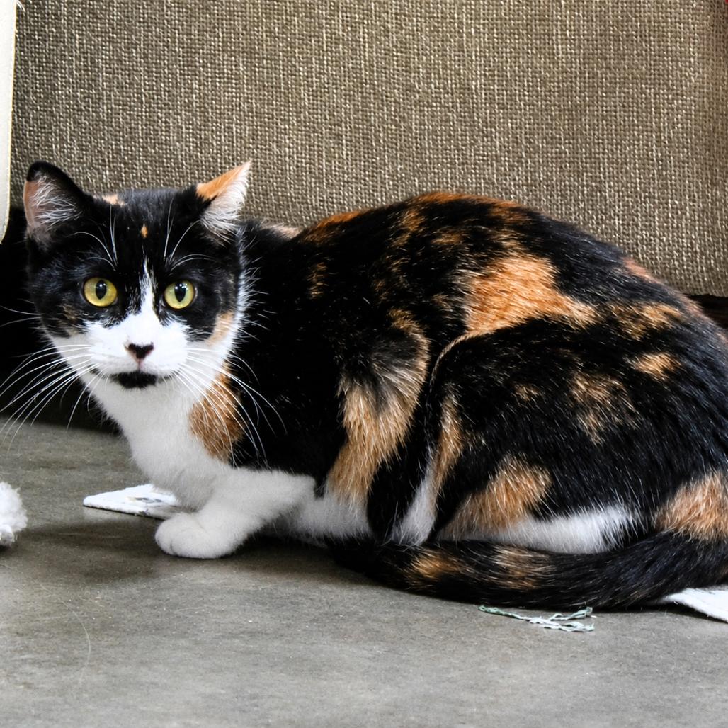 Mama Callie, a Adoptable Domestic Short Hair in Shawnee, KS image 4/5