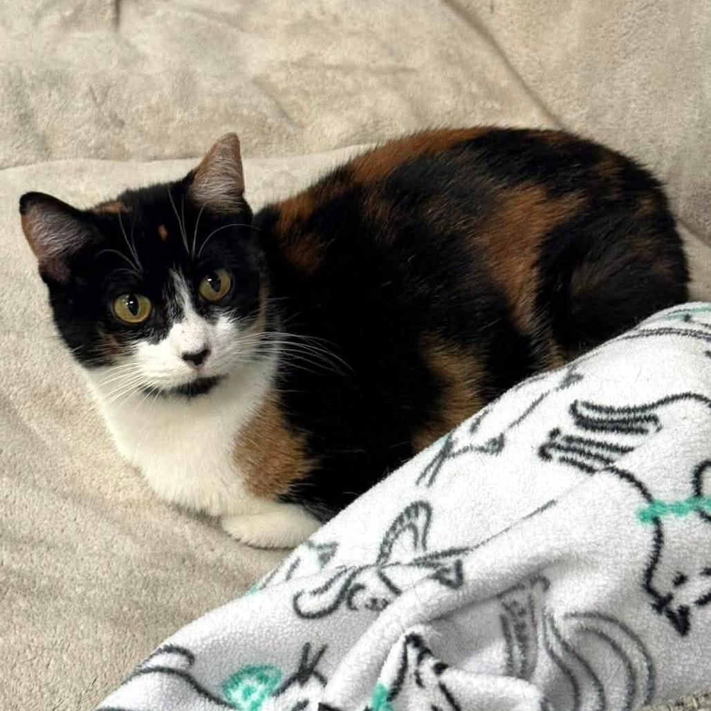 Mama Callie, a Adoptable Domestic Short Hair in Shawnee, KS image 5/5