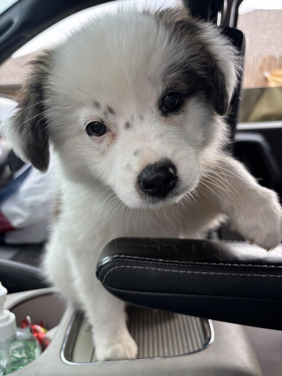 Enlarge Rowan, an adopted mixed breed in Mansfield, TX image 2/6