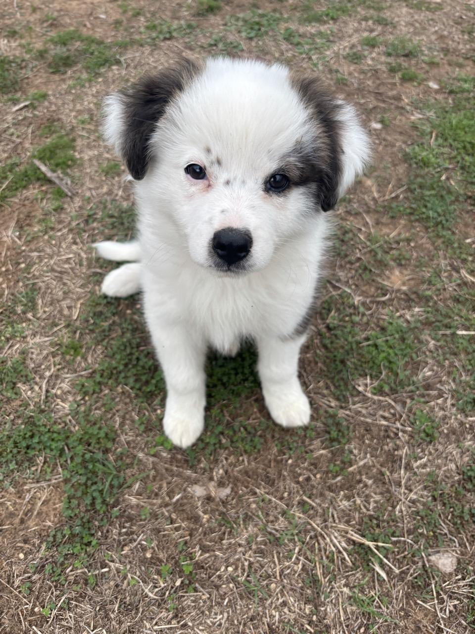 Rowan, adopted, Puppy Male Australian Shepherd.