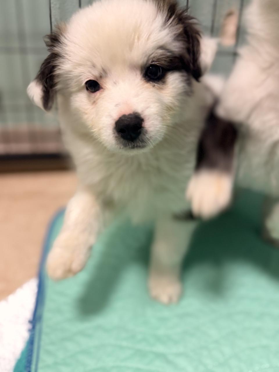 Enlarge Rowan, an adopted mixed breed in Mansfield, TX image 6/6