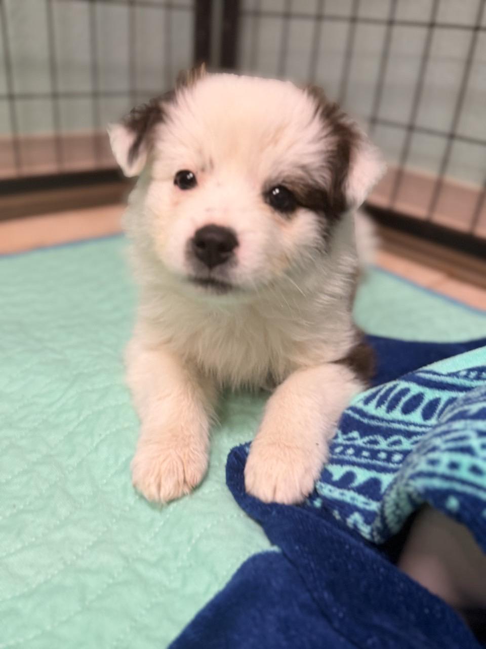 Enlarge Rowan, an adopted mixed breed in Mansfield, TX image 4/6