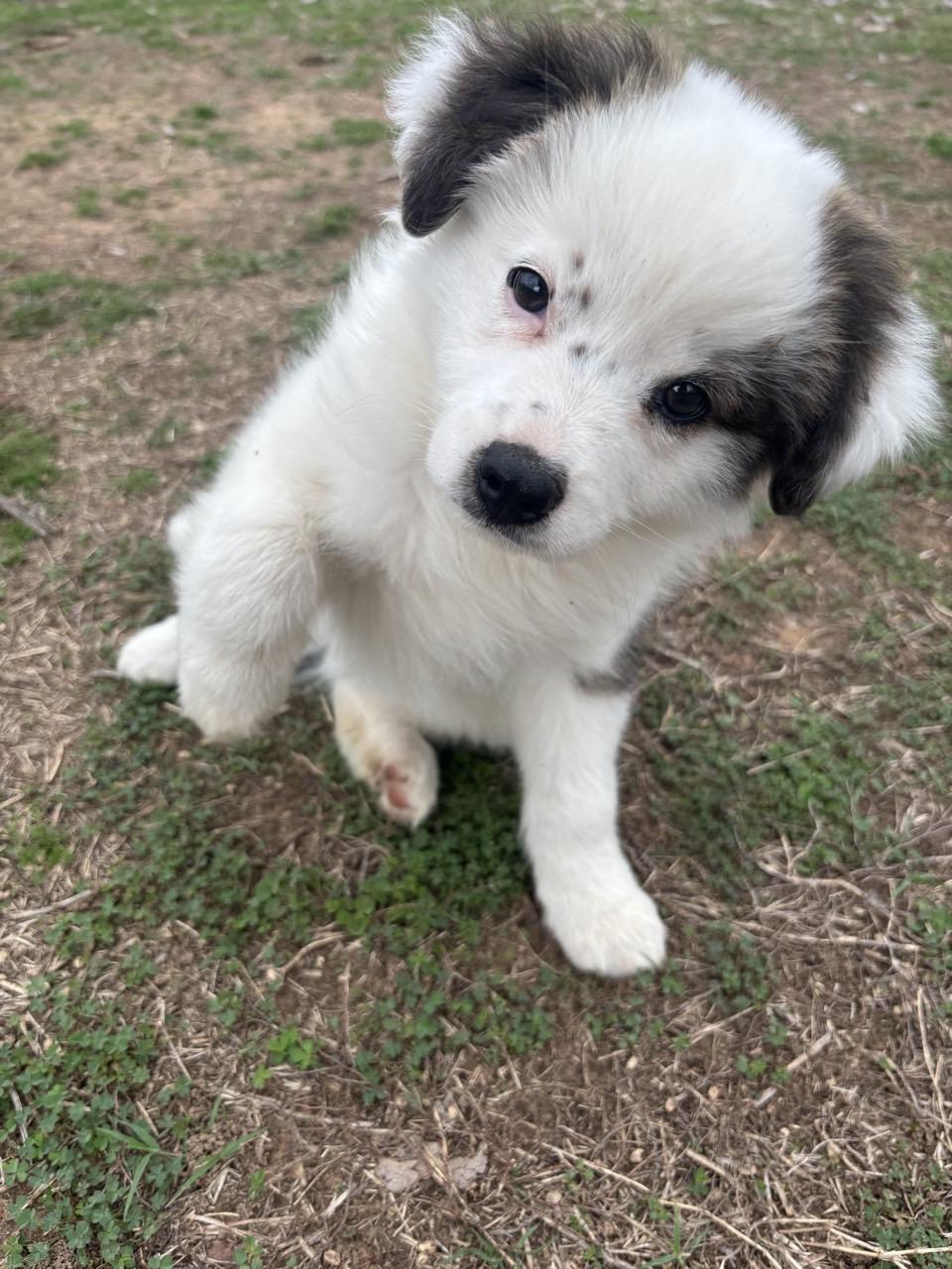 Enlarge Rowan, an adopted mixed breed in Mansfield, TX image 3/6