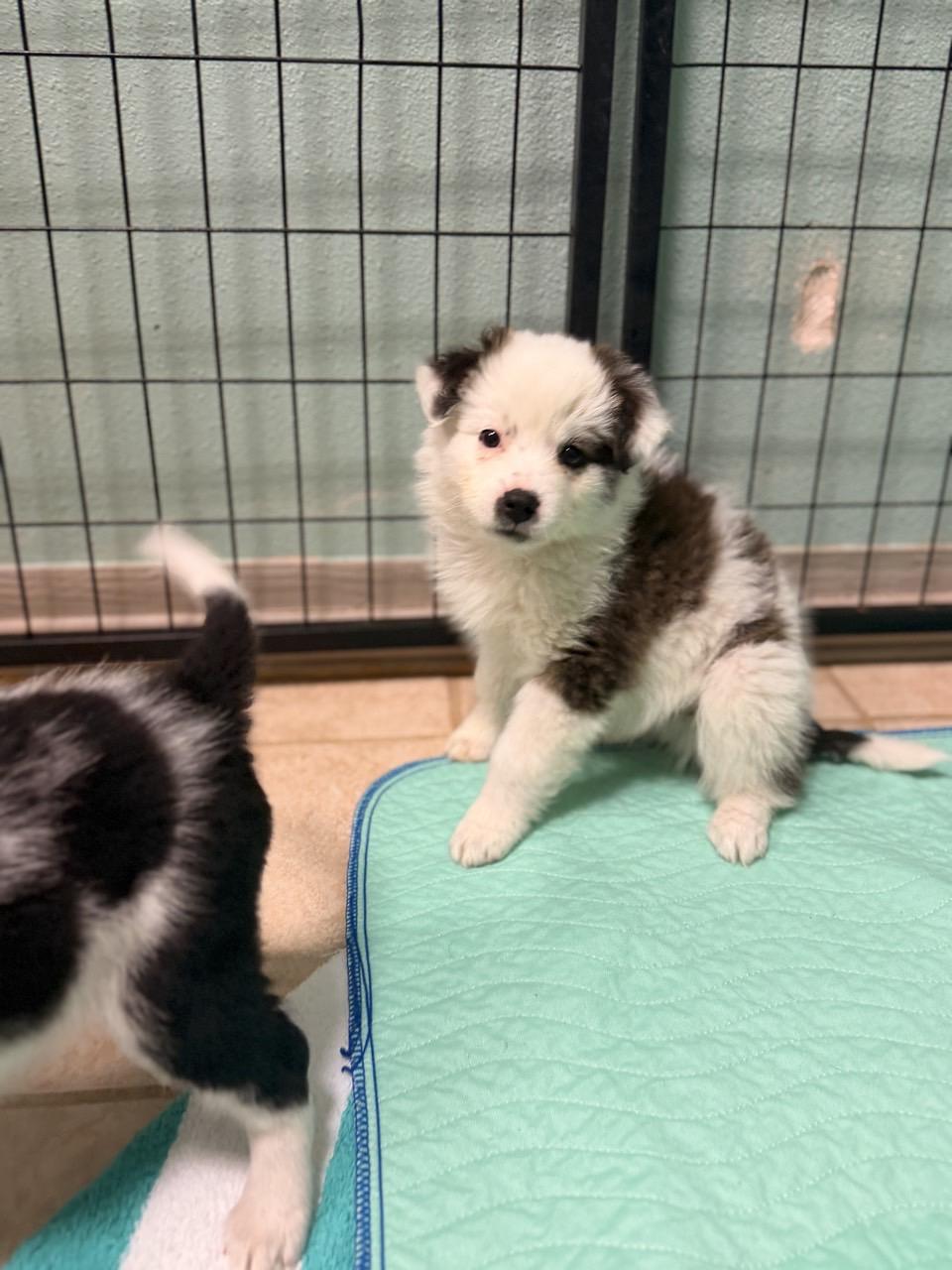 Enlarge Rowan, an adopted mixed breed in Mansfield, TX image 5/6