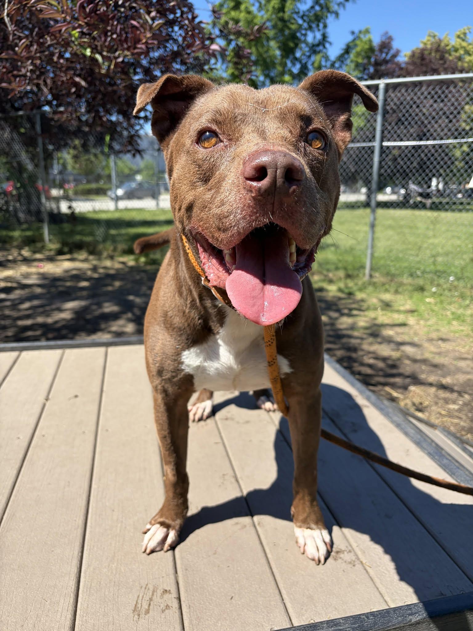 Cornell, Adoptable, Adult Male Pit Bull Terrier.