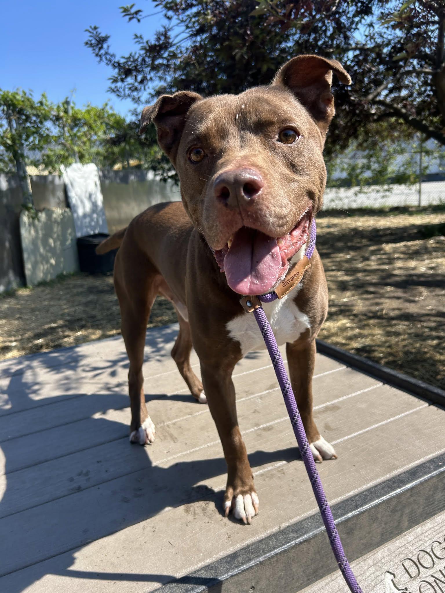 Enlarge Cornell, a Adoptable Pit Bull Terrier in Crete, IL image 2/3
