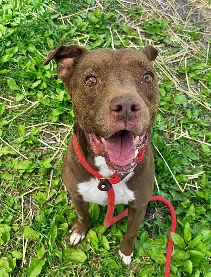 Enlarge Cornell, a Adoptable Pit Bull Terrier in Crete, IL image 3/3