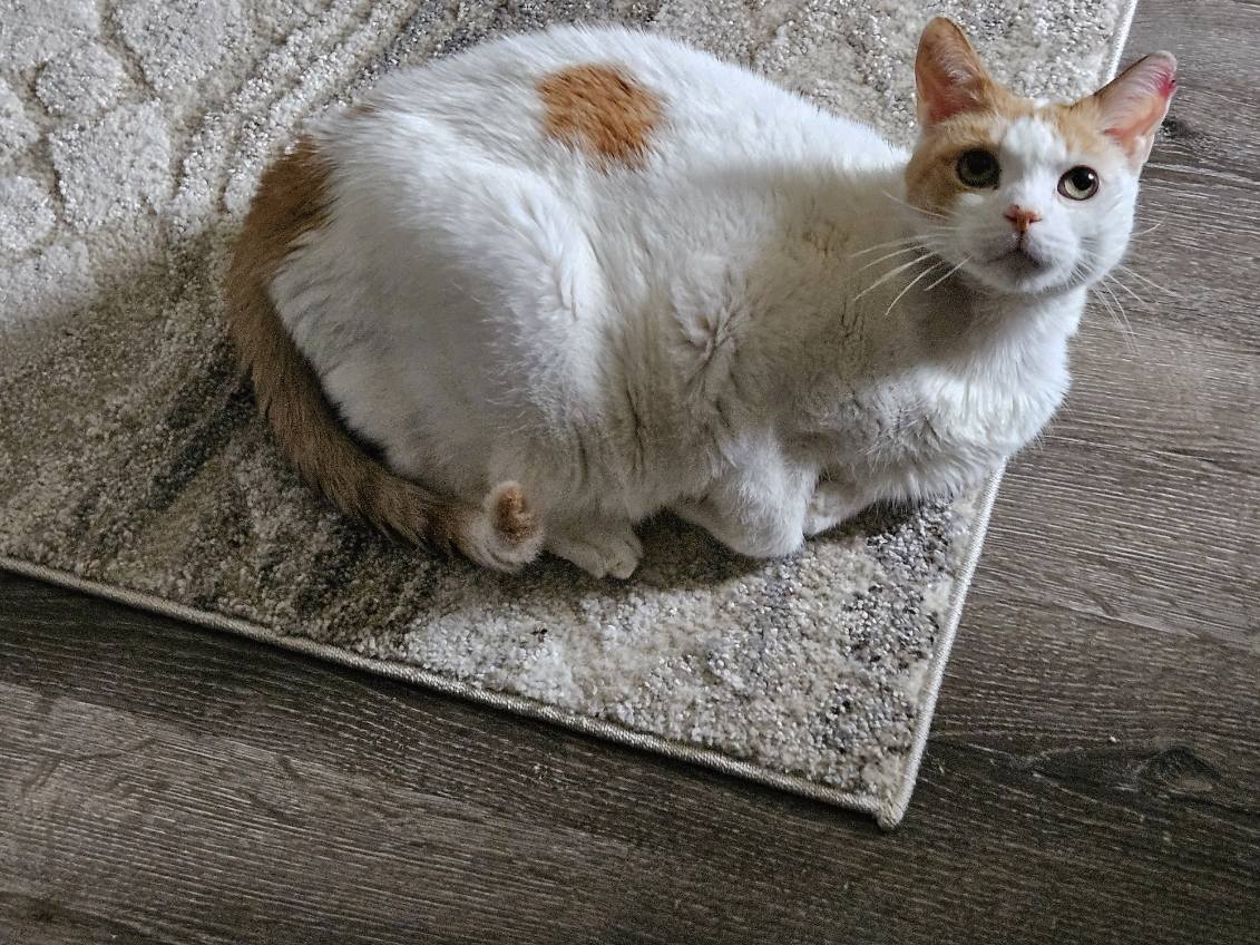 Pachat, Adopted, Senior Male American Shorthair.