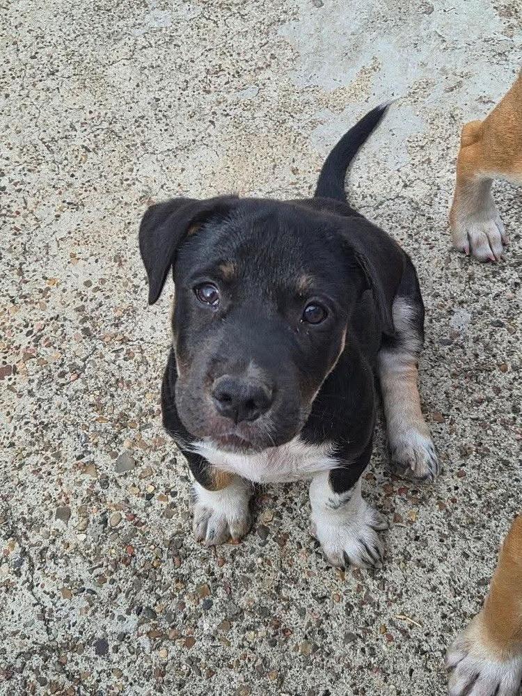 Shorty, an adopted mixed breed in Commerce City, CO image 2/6