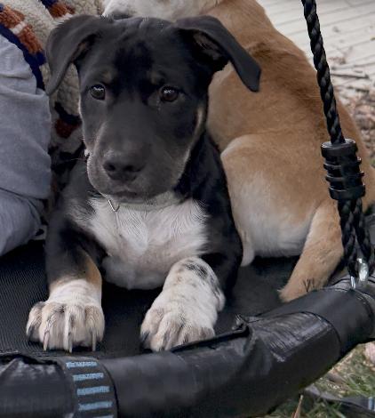 Shorty, an adopted mixed breed in Commerce City, CO image 1/6