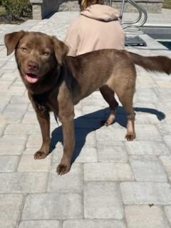 Coco, a Adoptable mixed breed image 2/5