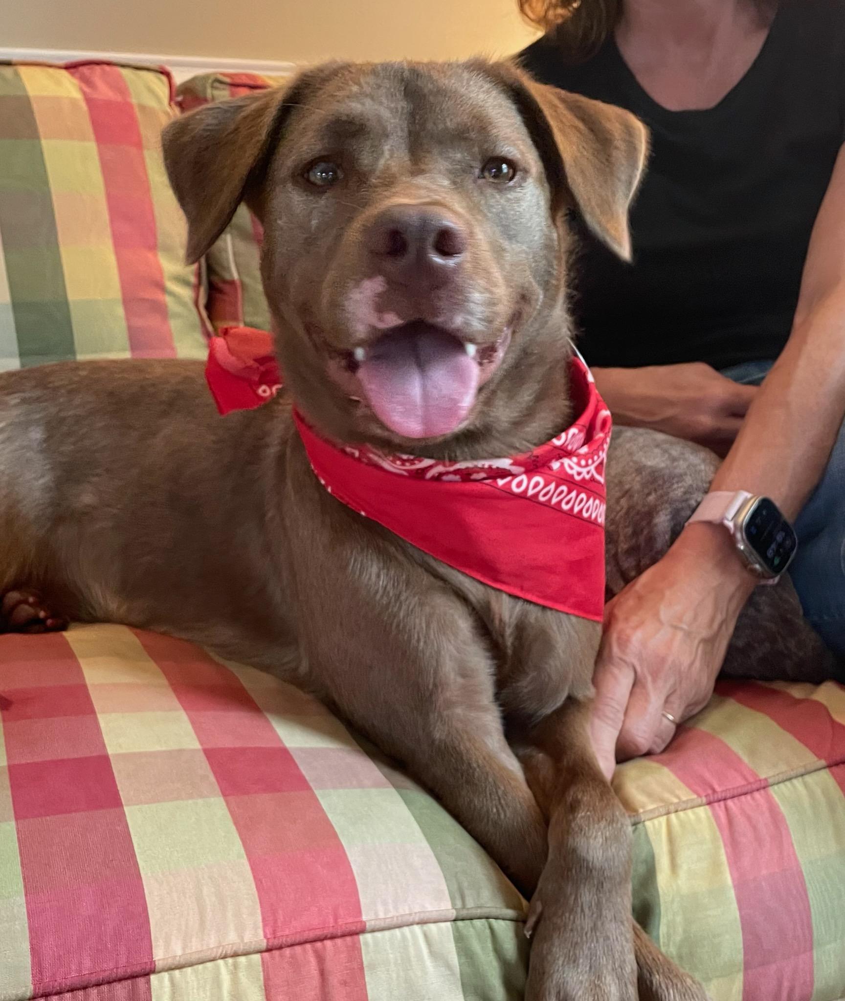 Coco, a Adoptable mixed breed image 1/5