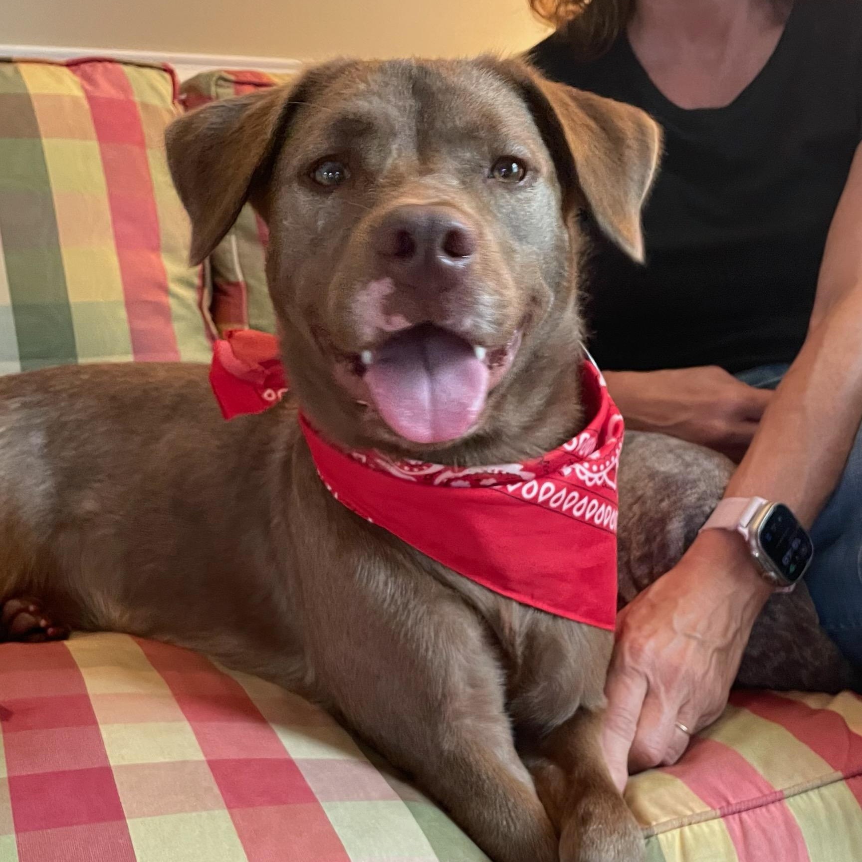 Enlarge Coco, a Adoptable mixed breed in Glen Allen, VA image 1/5