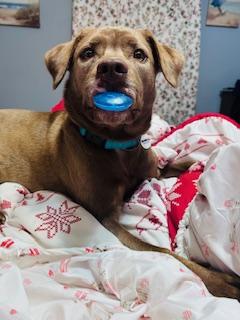 Enlarge Coco, a Adoptable mixed breed in Glen Allen, VA image 5/5