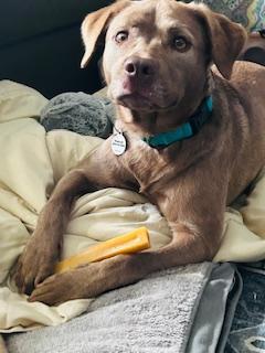 Coco, Adoptable, Puppy Female Husky & Labrador Retriever.