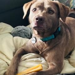 Enlarge Coco, a Adoptable mixed breed in Glen Allen, VA image 2/5