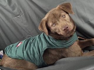 Coco, a Adoptable mixed breed image 4/5