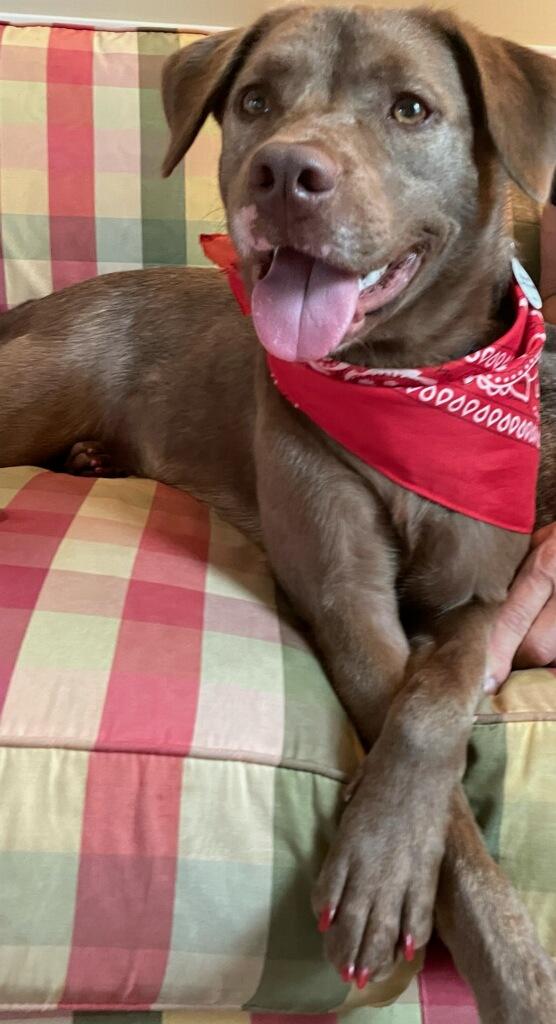 Coco, a Adoptable mixed breed image 3/5