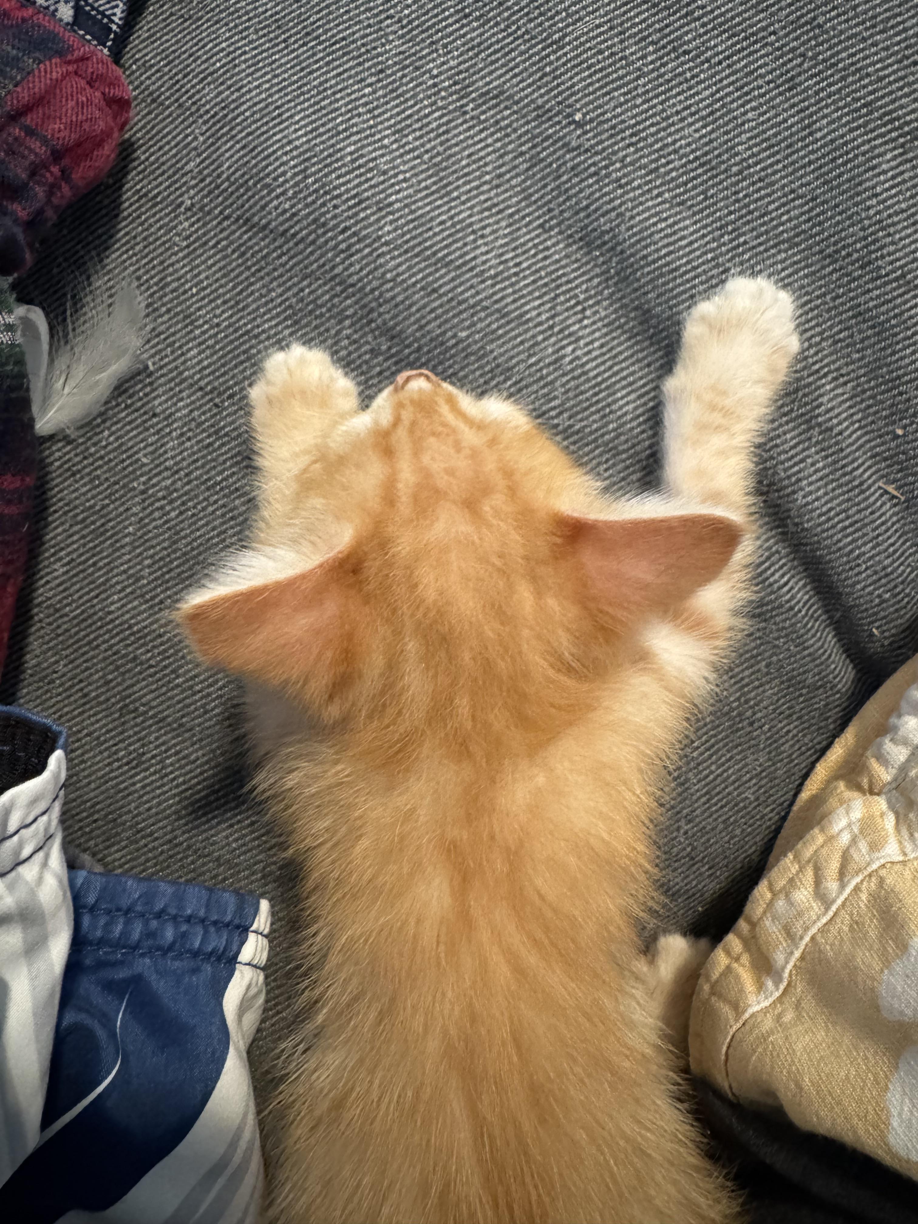 Enlarge STEWIE, a Adopted Tabby in Palmdale, CA image 4/6