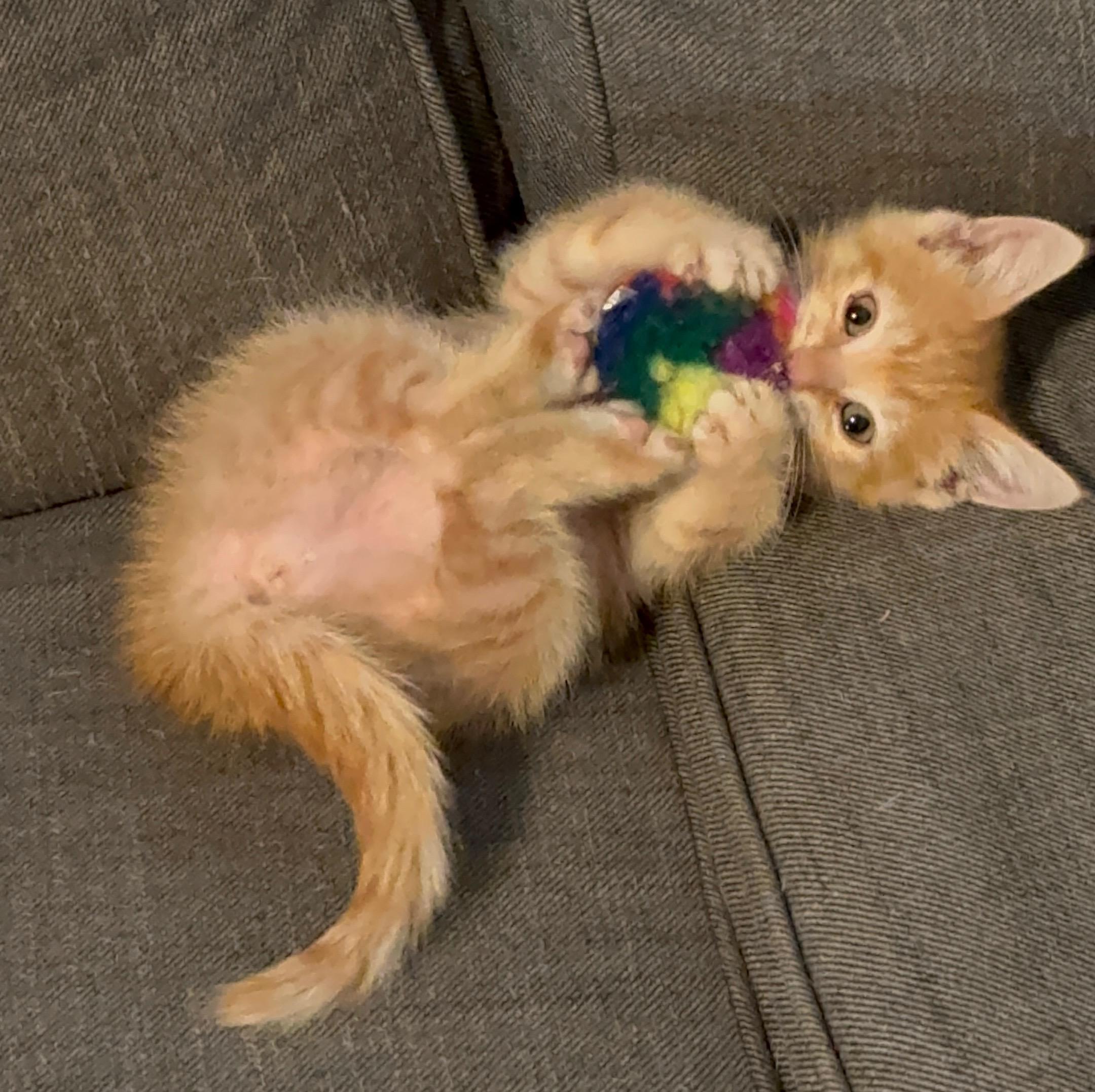 Enlarge STEWIE, a Adopted Tabby in Palmdale, CA image 1/6