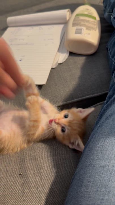 Enlarge STEWIE, a Adopted Tabby in Palmdale, CA video 5/6