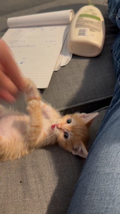 Enlarge STEWIE, a Adopted Tabby in Palmdale, CA video 6/6