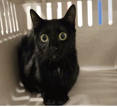 Twyla, Adoptable, Adult Female Domestic Short Hair.