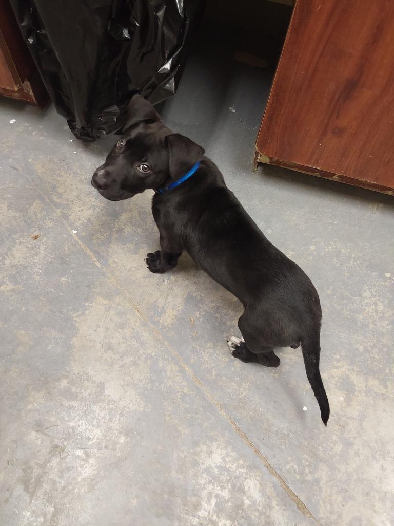 Enlarge 2023-08-121, a Adoptable Labrador Retriever in Winder, GA image 1/1