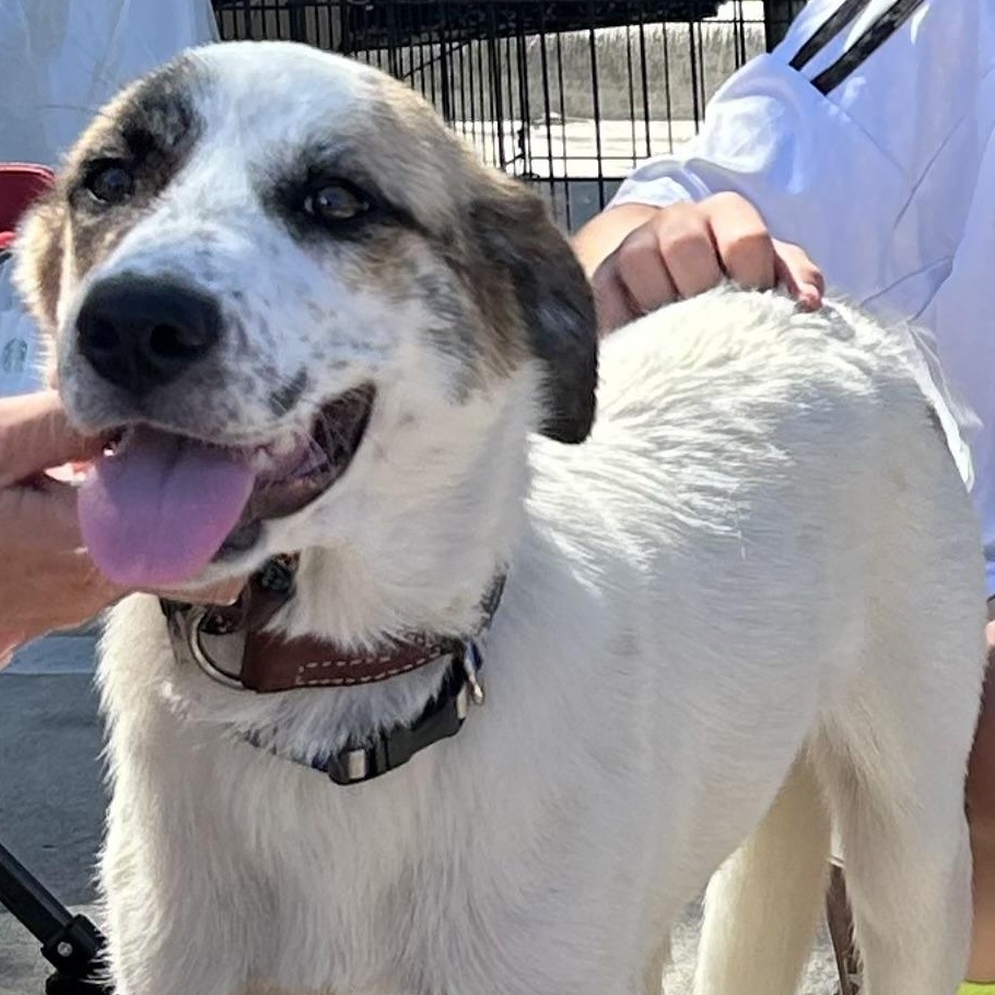Enlarge Pita, a Adoptable mixed breed in Comanche, TX image 2/2