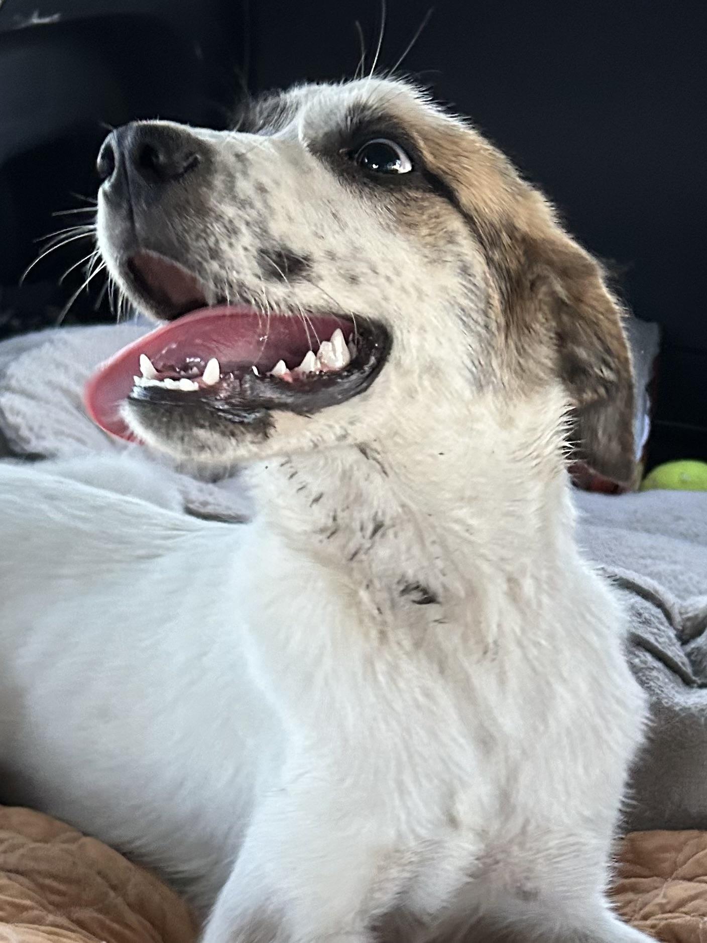Enlarge Pita, a Adoptable mixed breed in Comanche, TX image 1/2