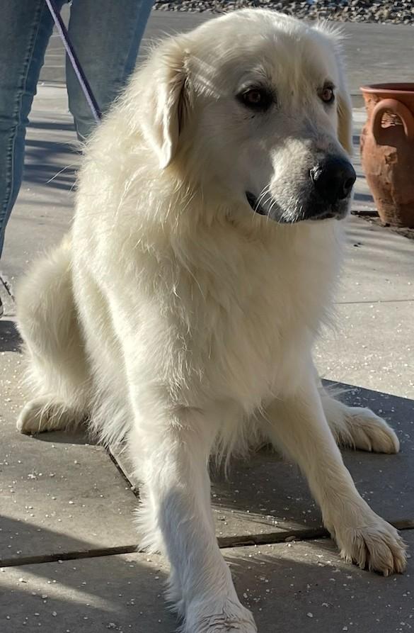 Enlarge Cloud, a ADOPTABLE Great Pyrenees in Gardnerville, NV image 1/1