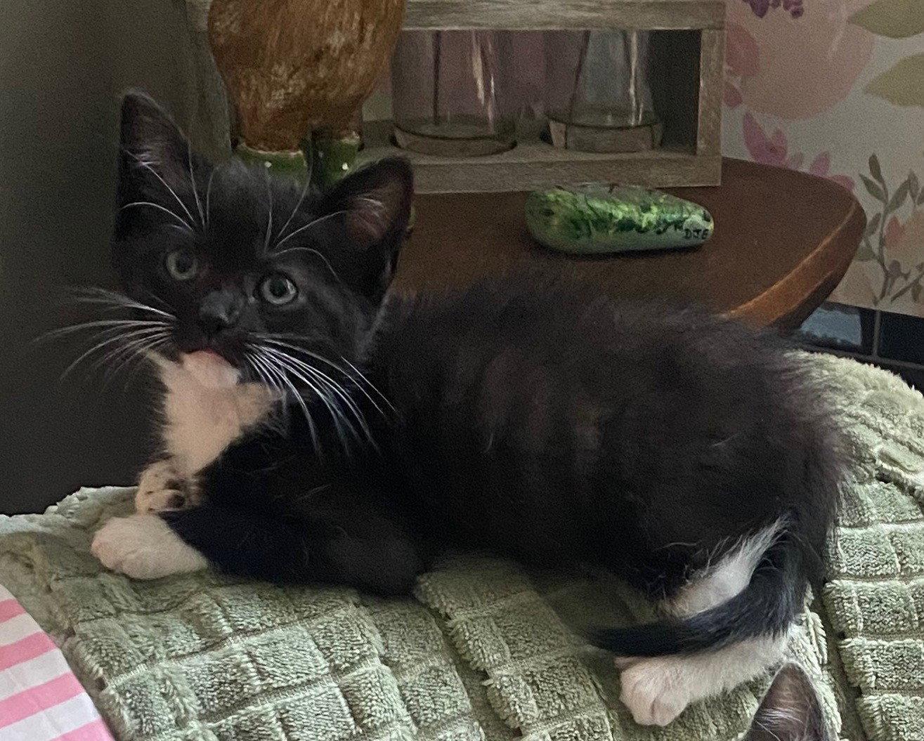 Oreo, a Adopted Tuxedo in Fayetteville, GA image 2/2