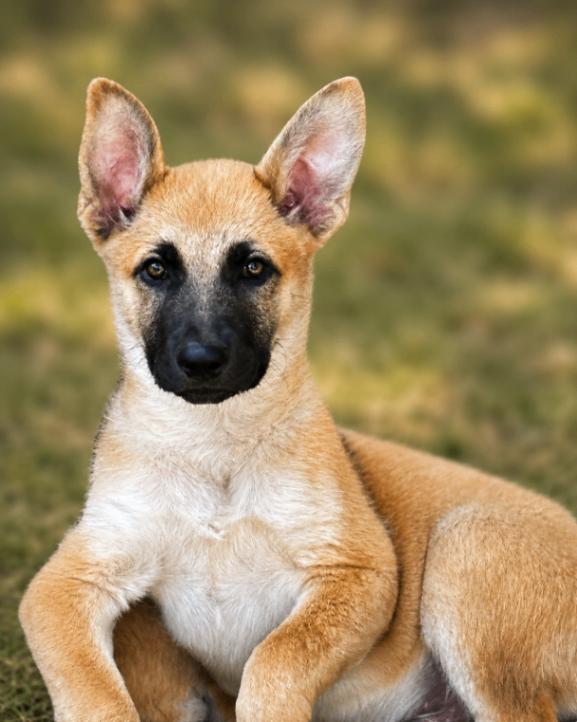 Thane, Adoptable, Young Male German Shepherd Dog.