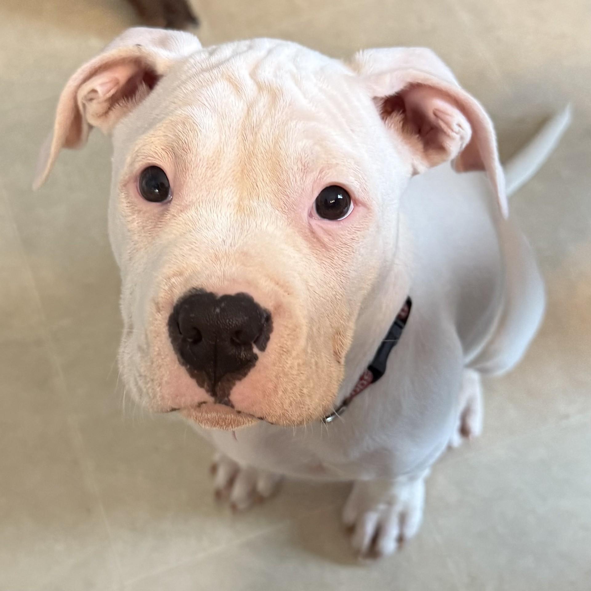 Enlarge Romeo, a ADOPTABLE mixed breed in Fort Wayne, IN image 1/4
