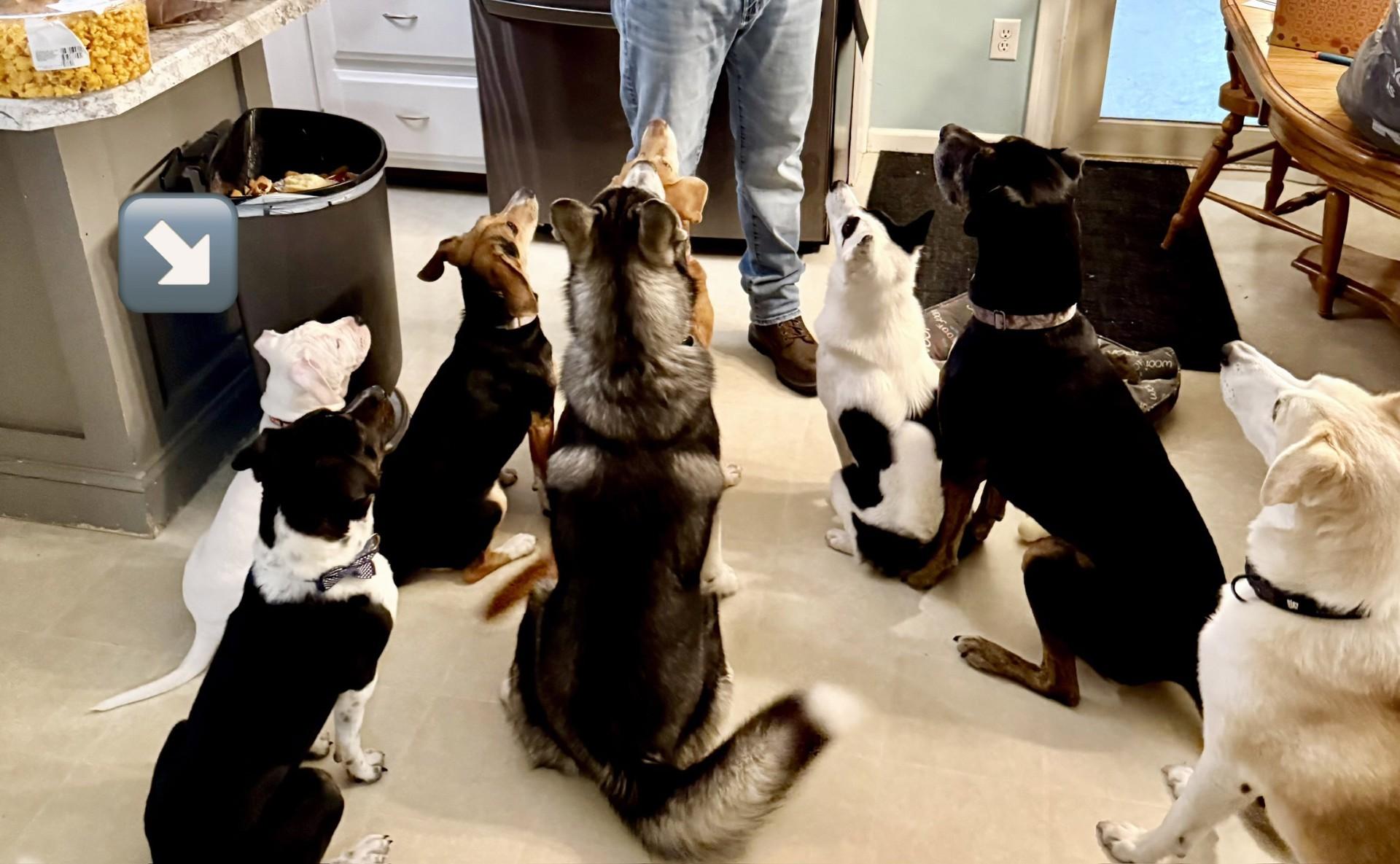 Enlarge Romeo, a ADOPTABLE mixed breed in Fort Wayne, IN image 2/4