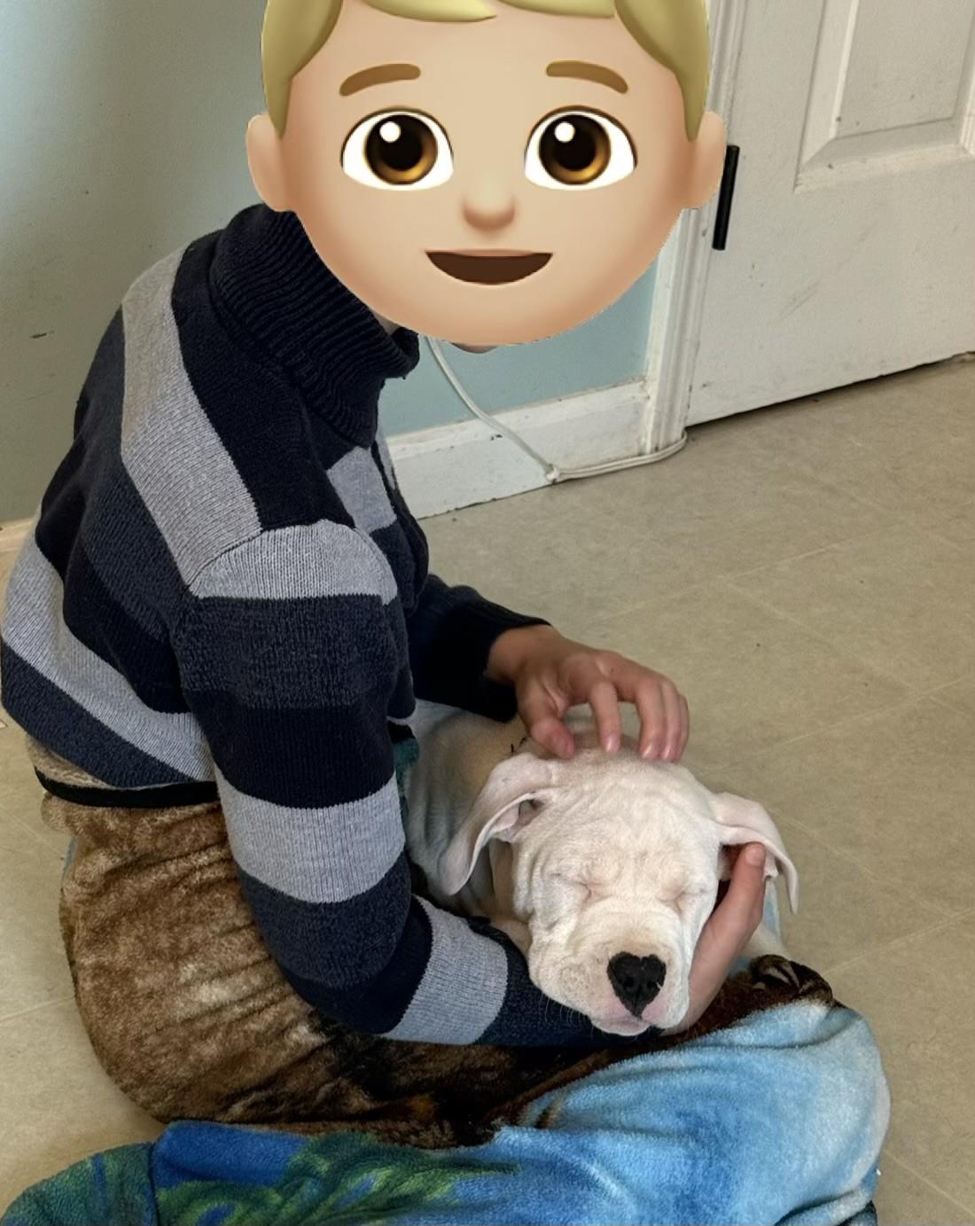 Enlarge Romeo, a ADOPTABLE mixed breed in Fort Wayne, IN image 3/4