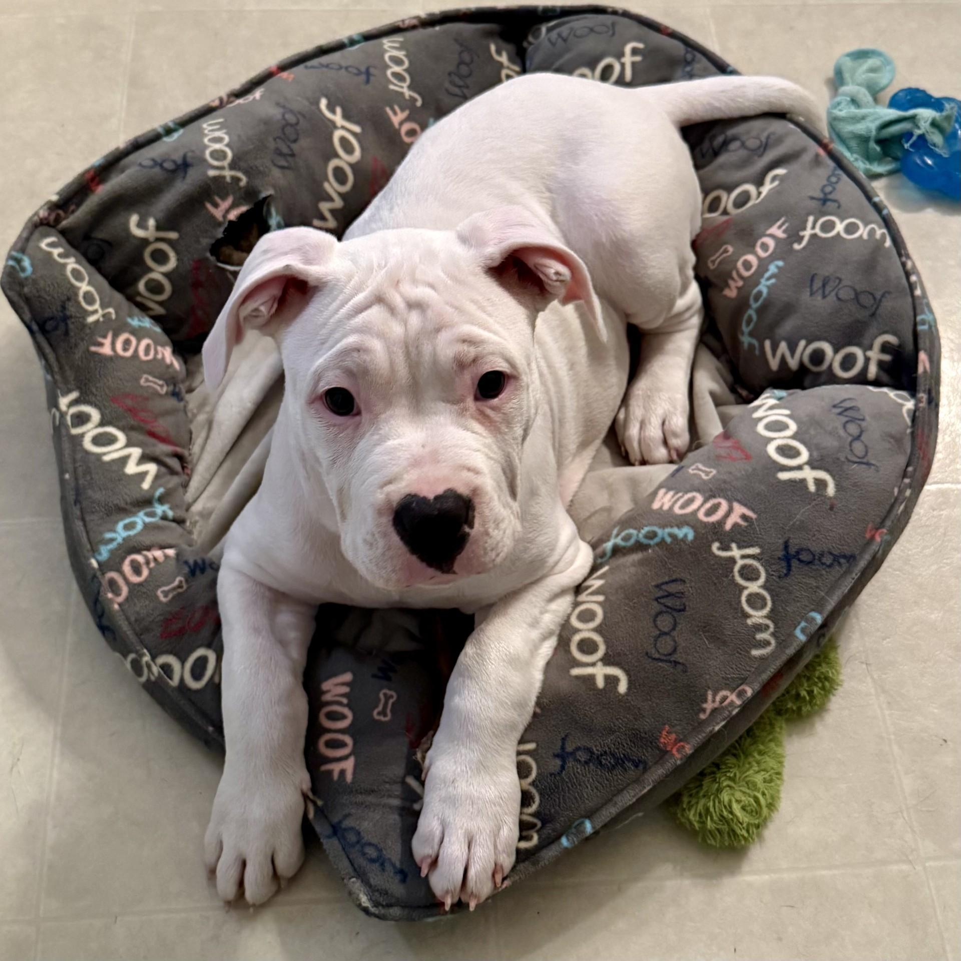 Enlarge Romeo, a ADOPTABLE mixed breed in Fort Wayne, IN image 4/4