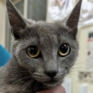 Daisy, Adoptable, Adult Female Domestic Short Hair & Domestic Short Hair.