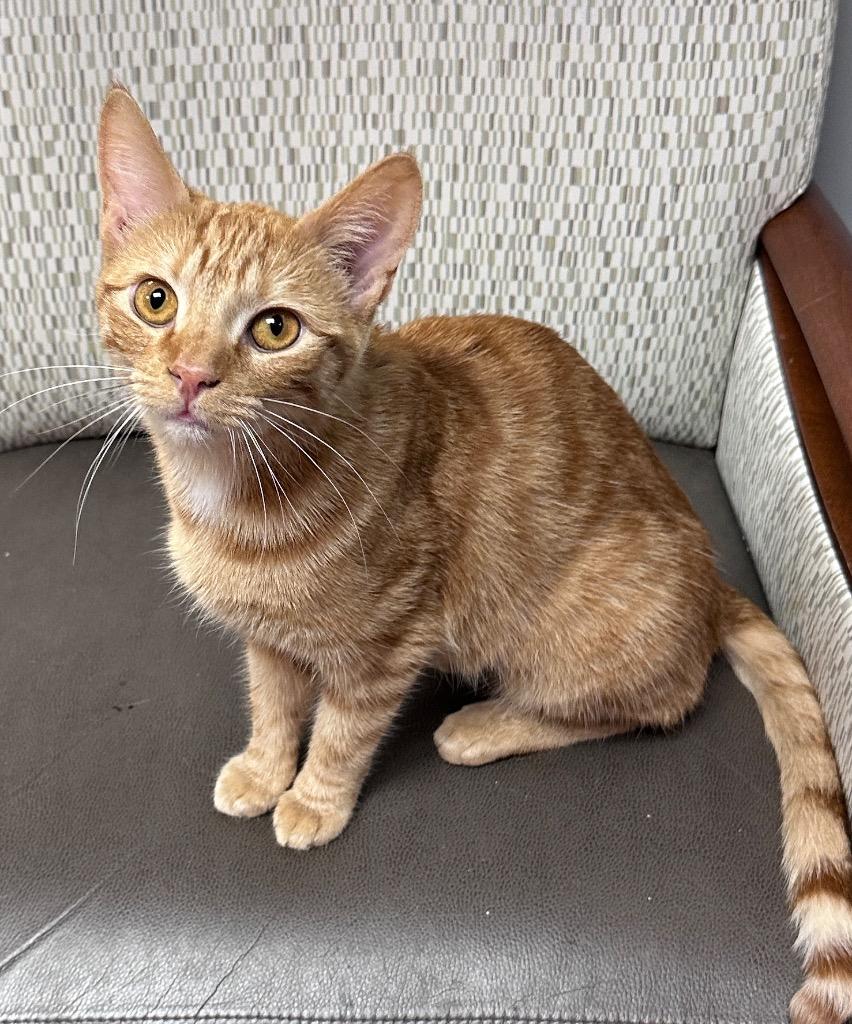 Enlarge Charm, a Adoptable mixed breed in Waynesville, MO image 1/2