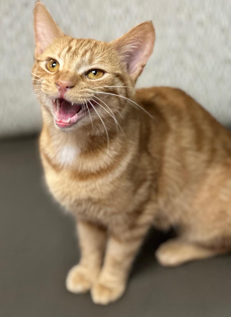 Enlarge Charm, a Adoptable mixed breed in Waynesville, MO image 2/2