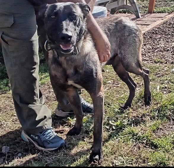 Enlarge Cinder, a Adopted Belgian Shepherd / Malinois in Tillamook, OR image 1/2