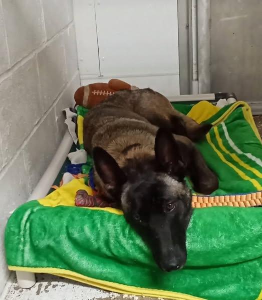 Enlarge Cinder, a Adopted Belgian Shepherd / Malinois in Tillamook, OR image 2/2