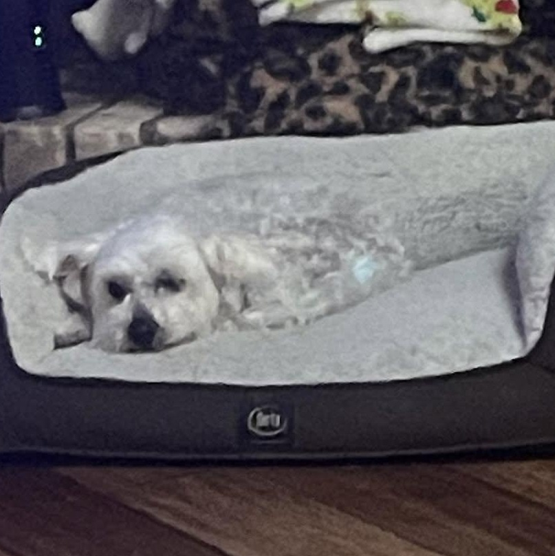 Enlarge Nanna Lewis, a Adoptable Maltipoo in Plano, TX image 2/3