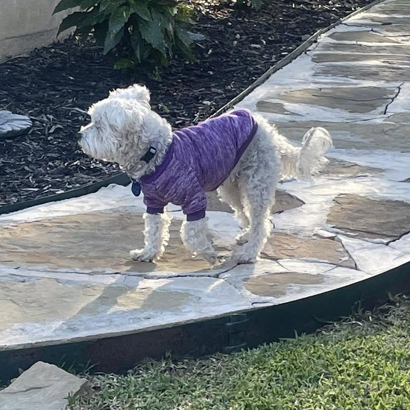 Enlarge Nanna Lewis, a Adoptable Maltipoo in Plano, TX image 3/3