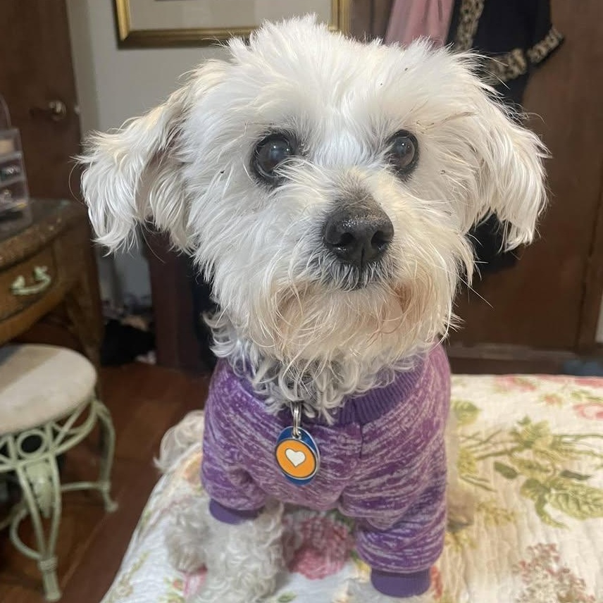 Nanna Lewis, Adoptable, Senior Female Maltipoo.