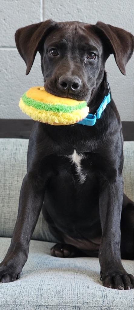 Enlarge Hamilton, a Adoptable mixed breed in Cottonwood, AZ image 1/4